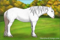 Horse Color:Brown Roan Dun Tobiano Appaloosa 