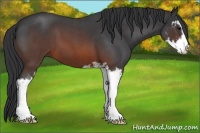 Horse Color:Brown Roan Sabino 