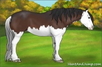 Horse Color:Bay Splash