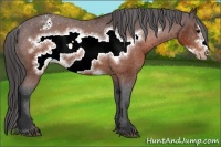 Horse Color:Brown Frame Appaloosa Rabicano 