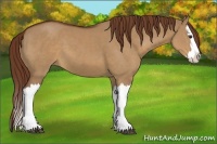 Horse Color:Red Dun Splash 