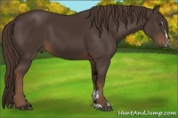 Horse Color:Liver Chestnut Sabino 