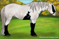 Horse Color:Liver Chestnut Sabino Splash Appaloosa Rabicano