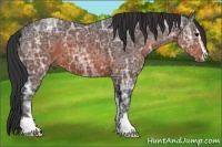 Horse Color:Brown Ice Sabino 