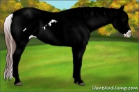 Horse Color:Brown Appaloosa
