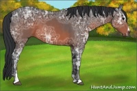 Horse Color:Brown Ice Sabino 