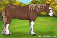 Horse Color:Chestnut Splash 