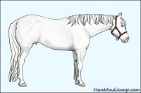 Horse Color:Cremello Sabino Appaloosa Rabicano 