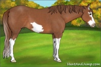 Horse Color:Chestnut Splash Frame 