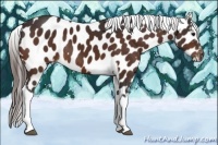 Horse Color:Bay Tobiano Appaloosa Rabicano 