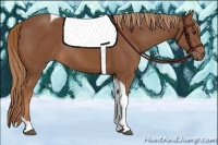 Horse Color:Chestnut Tobiano Rabicano