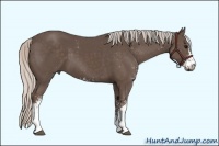 Horse Color:Silver Black Sabino Frame