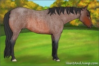 Horse Color:Bay Roan 