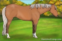 Horse Color:Silver Bay 