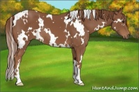Horse Color:White Spotted Chestnut 