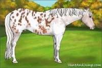 Horse Color:White Spotted Silver Bay Appaloosa 