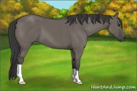 Horse Color:Smoky Grullo 