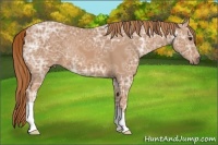 Horse Color:Chestnut Ice 