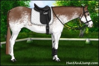 Horse Color:White Spotted Chestnut 