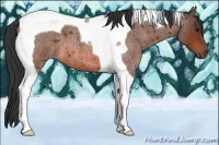 Horse Color:Bay Roan Tobiano
