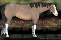 Horse Color:Buckskin Roan Splash 