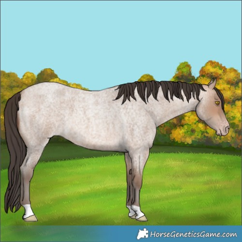 Horse Color:Sable Champagne Roan 
