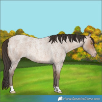 Horse Color:Sable Champagne Roan