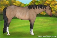 Horse Color:Bay Roan Dun Rabicano