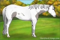 Horse Color:Grullo Roan Splash Tobiano Rabicano