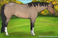 Horse Color:Bay Roan Dun 