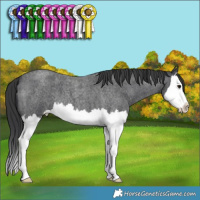 Horse Color:Blue Roan Splash