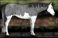 Horse Color:Blue Roan Splash