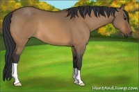 Horse Color:Bay Dun