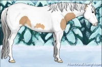 Horse Color:Buckskin Splash Tobiano