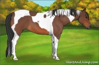 Horse Color:Bay Roan Tobiano