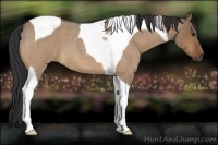 Horse Color:Bay Roan Dun Tobiano