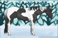 Horse Color:Smoky Black Tobiano 