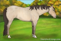 Horse Color:Amber Cream Champagne Roan