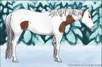 Horse Color:Bay Splash Tobiano