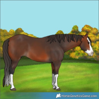 Horse Color:Bay Splash 
