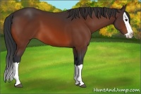 Horse Color:Bay Splash