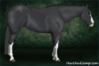 Horse Color:Black Splash