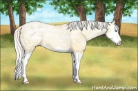 Horse Color:Silver Sable Champagne Ice Pearl Dun Splash