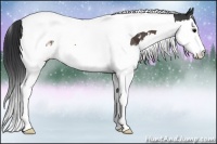 Horse Color:White Spotted Brown Splash Tobiano