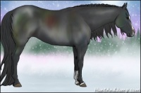 Horse Color:Black Sabino 