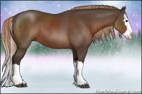 Horse Color:Liver Chestnut Splash 