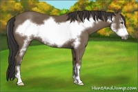 Horse Color:Buckskin Sabino Frame