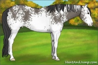 Horse Color:White Spotted Smoky Grullo Sabino 