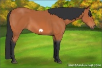 Horse Color:Bay Frame