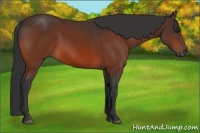 Horse Color:Bay Frame